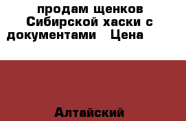 продам щенков Сибирской хаски с документами › Цена ­ 13 000 - Алтайский край, Барнаул г. Животные и растения » Собаки   . Алтайский край